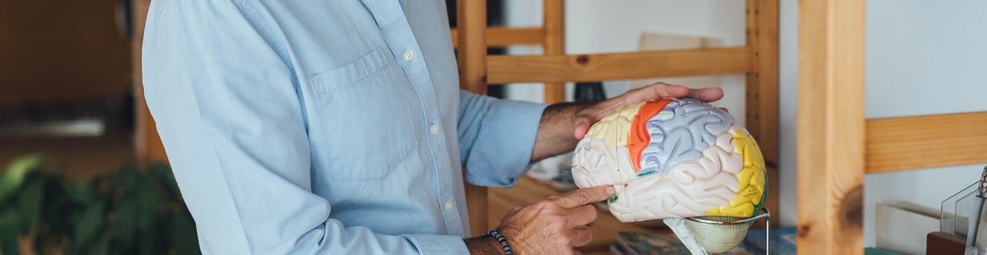 el cerebro del niño